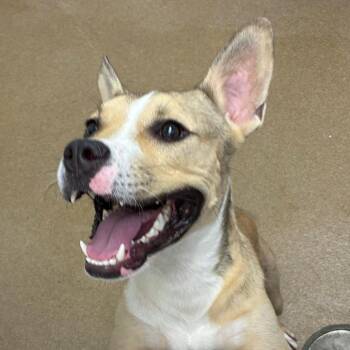 Commando -  Terrier and Mixed Breed Dog for Adoption in Corpus Christi, Texas - Commando | PetCurious