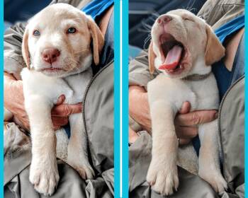 Mystic -  Yellow Labrador Retriever and Chocolate Labrador Retriever Dog for Adoption in Waterville, Ohio - Mystic | PetCurious