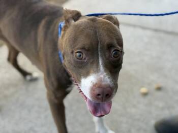 MURPHY -  Boxer and Mixed Breed Dog for Adoption in Tulsa, Oklahoma - MURPHY | PetCurious