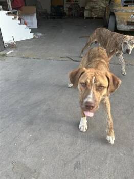 A659531 -  Pit Bull Terrier and Mixed Breed Dog for Adoption in Houston, Texas - A659531 | PetCurious