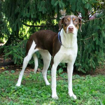 Jessie -  American Foxhound and Pointer Dog for Adoption in Versailles, Kentucky - Jessie | PetCurious