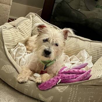 Classy -  Yorkshire Terrier and Mixed Breed Dog for Adoption in East St. Louis, Illinois - Classy | PetCurious