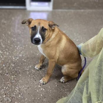 Tarnation -  Shepherd and Mixed Breed Dog for Adoption in Incline Village, Nevada - Tarnation | PetCurious