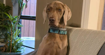 Rescue Weimaraner Dogs for Adoption in Dallas, Texas - Baxter Lee | PetCurious