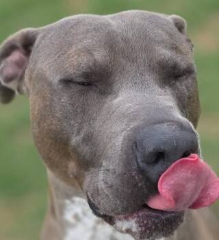 Pit Bull Terrier Dogs Available for Adoption in Little Elm, Texas - Slate | PetCurious