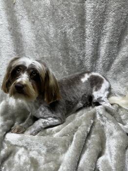 AMBER -  Havanese Dog for Adoption in Rossford, Ohio - AMBER | PetCurious