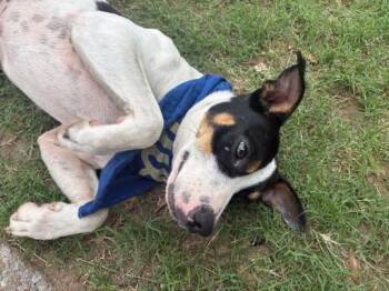 Petey -  Hound Dog for Adoption in Tulsa, Oklahoma - Petey | PetCurious