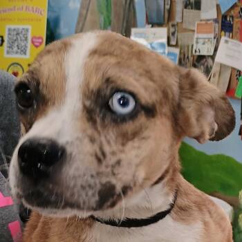 Sunshine -  Boxer and Mixed Breed Dog for Adoption in Palestine, Texas - Sunshine | PetCurious