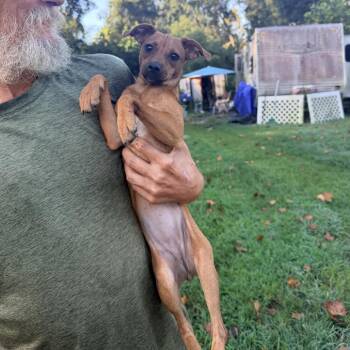 Poppy Flowers -  Chihuahua and Mixed Breed Dog for Adoption in Savannah, Georgia - Poppy Flowers | PetCurious