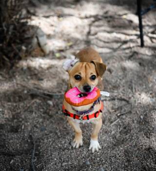 Chandler -  Chihuahua Dog for Adoption in Pueblo, Colorado - Chandler | PetCurious
