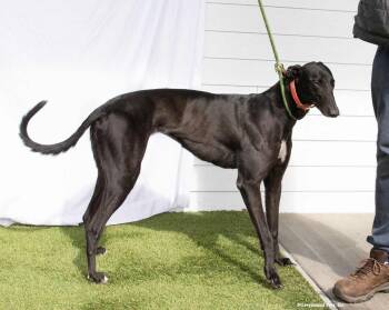 Greyhound Dogs Available for Adoption - Precious | PetCurious