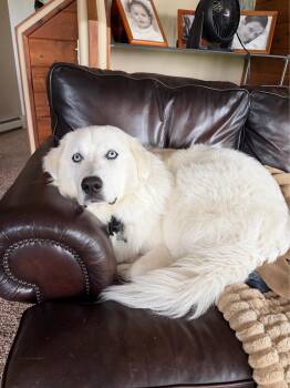 Nova -  Great Pyrenees Dog for Adoption in Hop Bottom, Pennsylvania - Nova | PetCurious