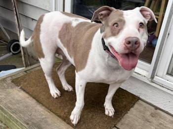 American Bulldog Dogs Available for Adoption in Aurora, Illinois - Patty | PetCurious