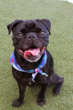Twizzler -  Pug Dog for Adoption in Gardena, California - Twizzler | PetCurious