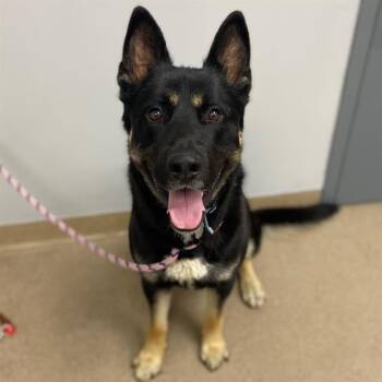 German Shepherd Dog Dogs Available for Adoption in Aurora, Colorado - BROCK | PetCurious