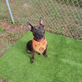 Rescue Mixed Breed Dogs for Adoption in Umatilla, Florida - Harley | PetCurious