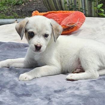 Pointer Dogs Available for Adoption in Cleveland, Texas - Emmit | PetCurious