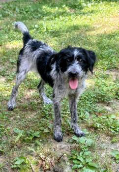 Pepper -  Poodle Dog for Adoption in Joppa, Alabama - Pepper | PetCurious