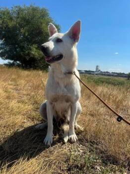 Mandy -  Shepherd and Mixed Breed Dog for Adoption in Calgary, Alberta - Mandy | PetCurious