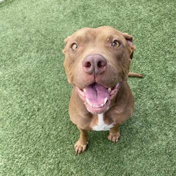 Bashful -  Pit Bull Terrier Dog for Adoption in Hawthorne, California - Bashful | PetCurious