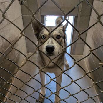 Bella -  Husky Dog for Adoption in Hermiston, Oregon - Bella | PetCurious