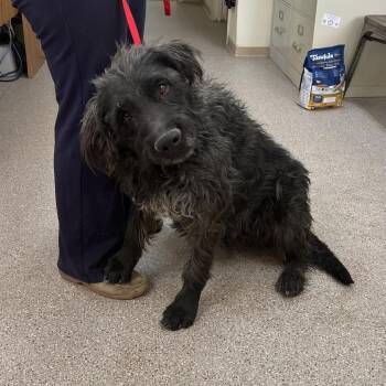 German Wirehaired Pointer Dogs Available for Adoption - Mollie | PetCurious