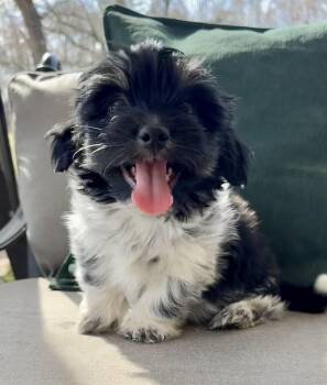 Chihuahua and Terrier Dogs Available for Adoption - Comet | PetCurious