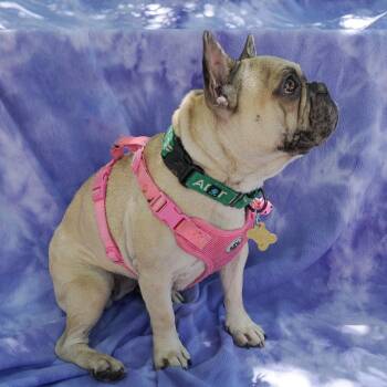 French Bulldog and Mixed Breed Dogs Available for Adoption in Richmond, California - LADY PINKY | PetCurious