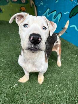 Rescue Pit Bull Terrier and Beagle Dogs for Adoption in Vandergrift, Pennsylvania - BERT Tinycauseadopt@gmail.com | PetCurious