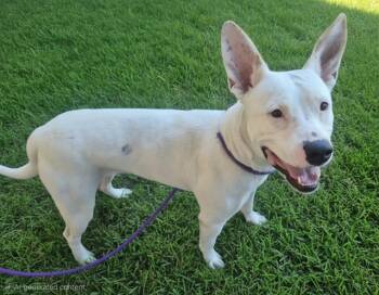 ALMYA -  Pit Bull Terrier and Mixed Breed Dog for Adoption in Albuquerque, New Mexico - ALMYA | PetCurious