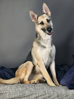 German Shepherd Dog Dogs Available for Adoption in Oswego, Illinois - Zoe | PetCurious