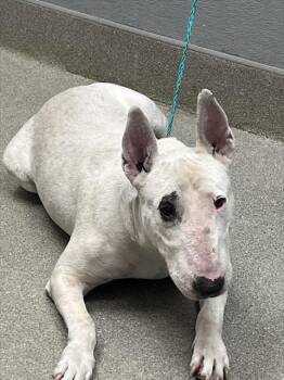 APACHE -  Bull Terrier Dog for Adoption in Las Vegas, Nevada - APACHE | PetCurious