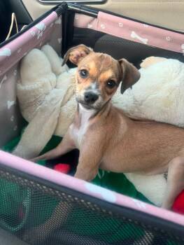 Daisy -  Chihuahua Dog for Adoption in Sunnyvale, California - Daisy | PetCurious