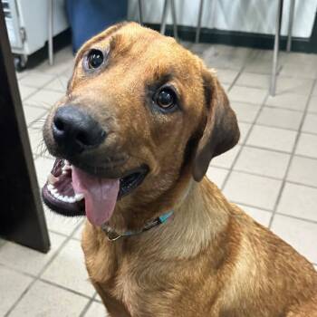 Spike -  Beagle and Labrador Retriever Dog for Adoption in Erie, Pennsylvania - Spike | PetCurious