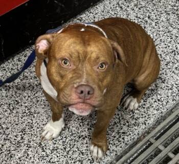 Rescue Mixed Breed Dogs for Adoption in West Chester, Pennsylvania - Bubba FKA Brady | PetCurious