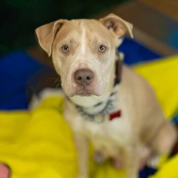 Joliet -  Pit Bull Terrier and Labrador Retriever Dog for Adoption in East St. Louis, Illinois - Joliet | PetCurious