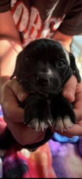 Nori -  American Bulldog and Pit Bull Terrier Dog for Adoption in Holly Springs, North Carolina - Nori | PetCurious