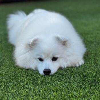 Rescue Samoyed and Mixed Breed Dogs for Adoption in Richmond, California - SHASTA | PetCurious