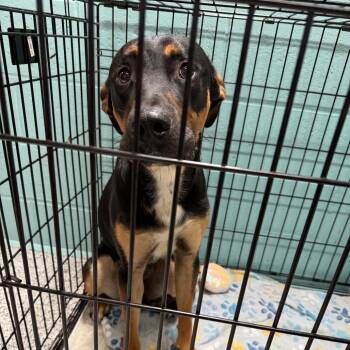 0617-D26 -  Mixed Breed Dog for Adoption in Port Charlotte, Florida - 0617-D26 | PetCurious