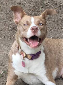 Rescue Husky and Staffordshire Bull Terrier Dogs for Adoption in Mission Viejo, California - Nala Girl | PetCurious