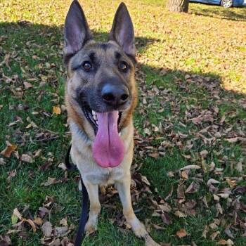 Asherton -  German Shepherd Dog Dog for Adoption in Racine, Wisconsin - Asherton | PetCurious