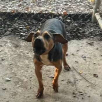 Rescue Mixed Breed Dogs for Adoption in Gadsden, Alabama - ELM 62 | PetCurious