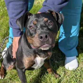 Labrador Retriever and Pit Bull Terrier Dogs Available for Adoption in Westland, Michigan - WOLF | PetCurious