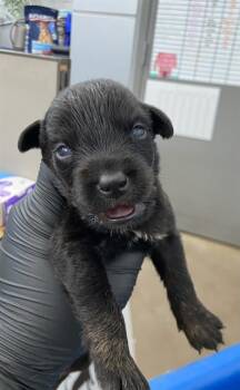 SQUIGGLES -  Mixed Breed Dog for Adoption in Dallas, Texas - SQUIGGLES | PetCurious