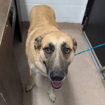 Anatolian Shepherd and Belgian Shepherd Malinois Dogs Available for Adoption - Joanne | PetCurious