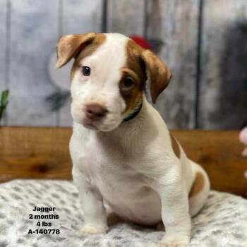 Labrador Retriever and Terrier Dogs Available for Adoption - Jagger The Mixed Breed Puppy! | PetCurious