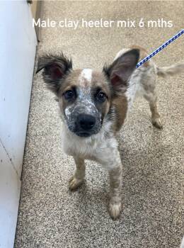 Clay -  Australian Cattle Dog Blue Heeler Dog for Adoption in Fort Payne, Alabama - Clay | PetCurious