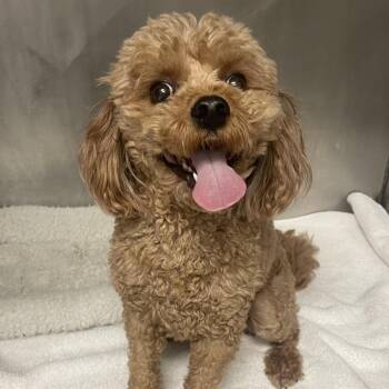 Oliver -  Poodle Dog for Adoption in Waldorf, Maryland - Oliver | PetCurious