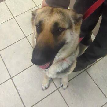 Mixed Breed Dogs Available for Adoption in Columbus, Georgia - 04/21/2026-Stray-AustinDrive | PetCurious