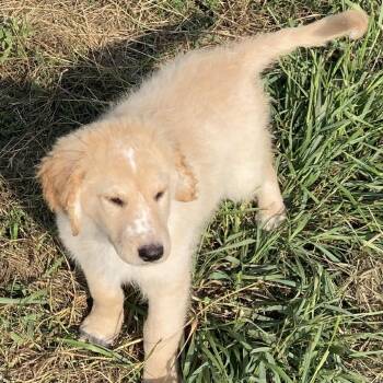 Joey -  Poodle and Golden Retriever Dog for Adoption in Grand Rapids, Minnesota - Joey | PetCurious